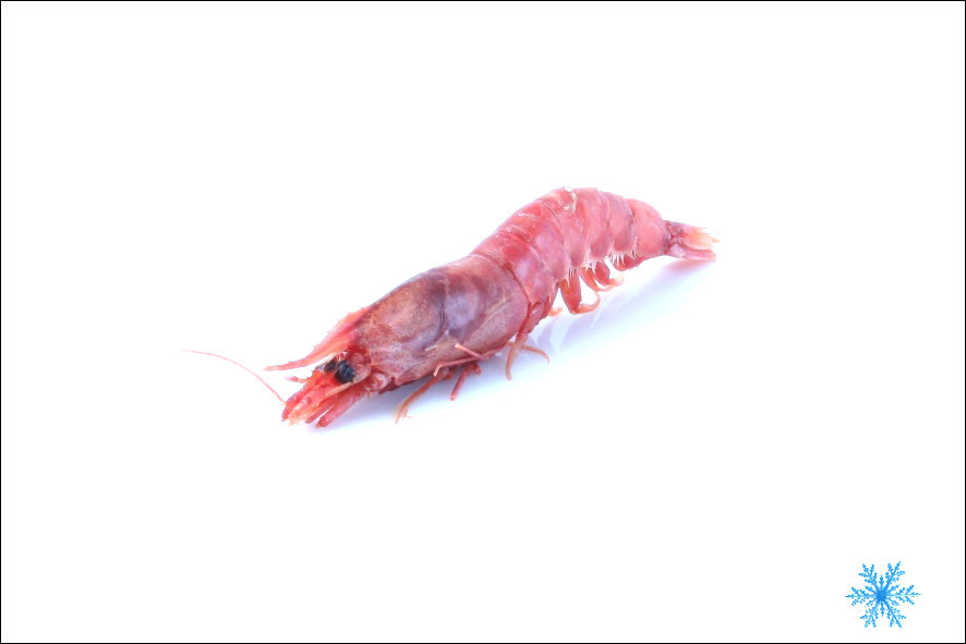 GAMBERO ROSSO LARGE II  SG