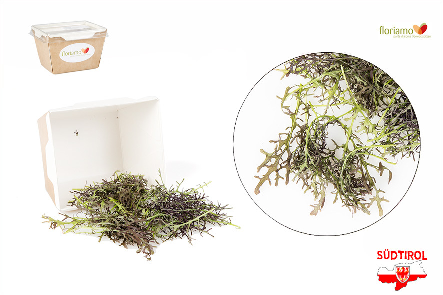 SENF BLAETTER ROT ST