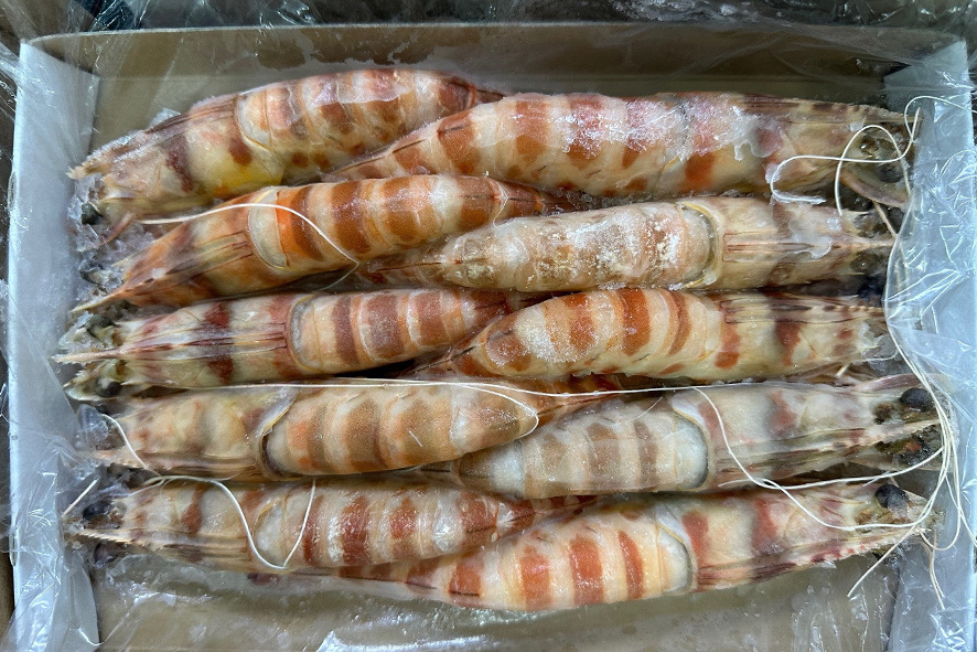 MAZZANCOLLE MEDITERRANEE 00 SG