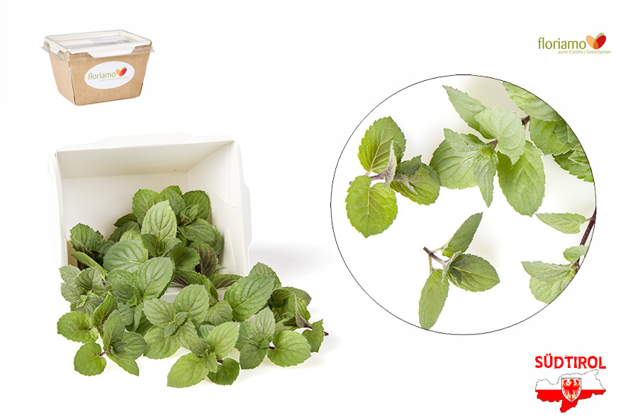 MENTA PEPERITA PUNTE AA