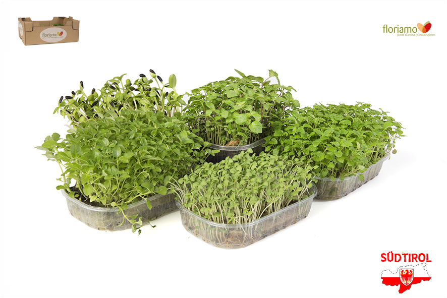 CRESCIONE SWEET COLLECTION BIO AA