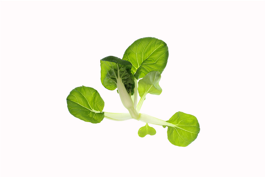 MINI PAK-CHOI SELVATICO