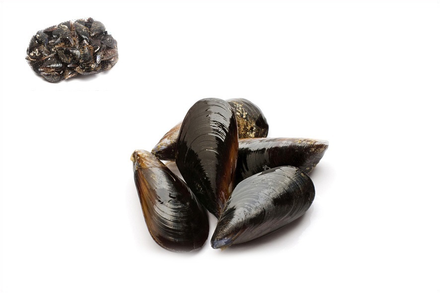 COZZE ATLANTICHE(F)