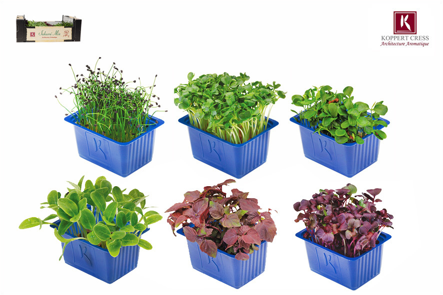 CRESCIONE SAKURA MIX - 6 TIPI