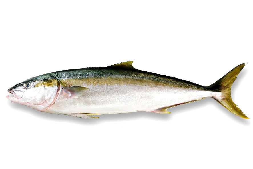 RICCIOLA OCEANICA WF 2-3 KG (SAF)