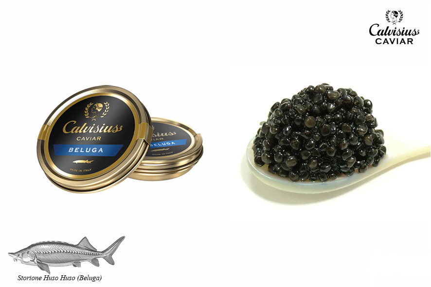 CAVIALE BELUGA