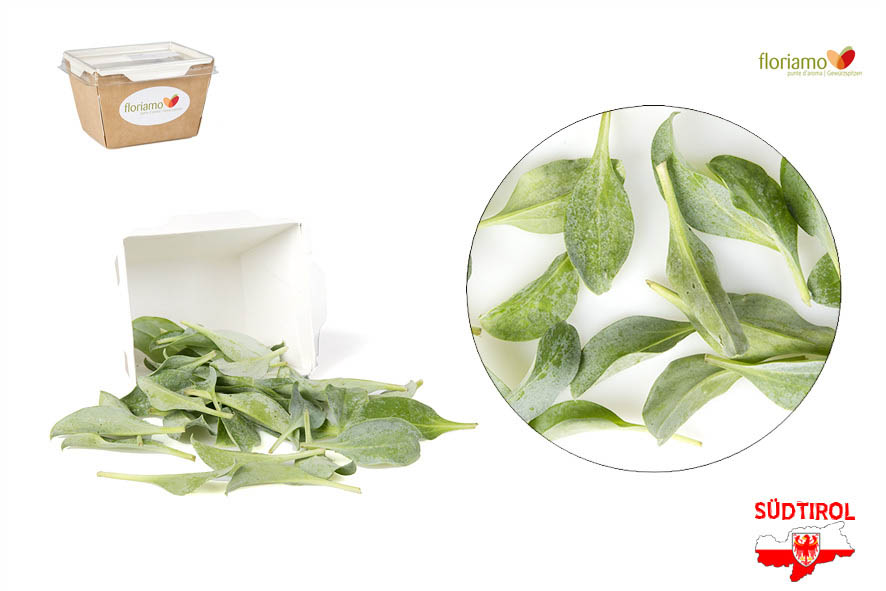 AUSTERN BLAETTER GROSS ST (OYSTER LEAVES)