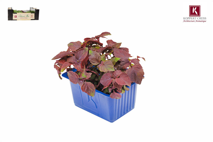 CRESCIONE SHISO ROSSO (APERTO)