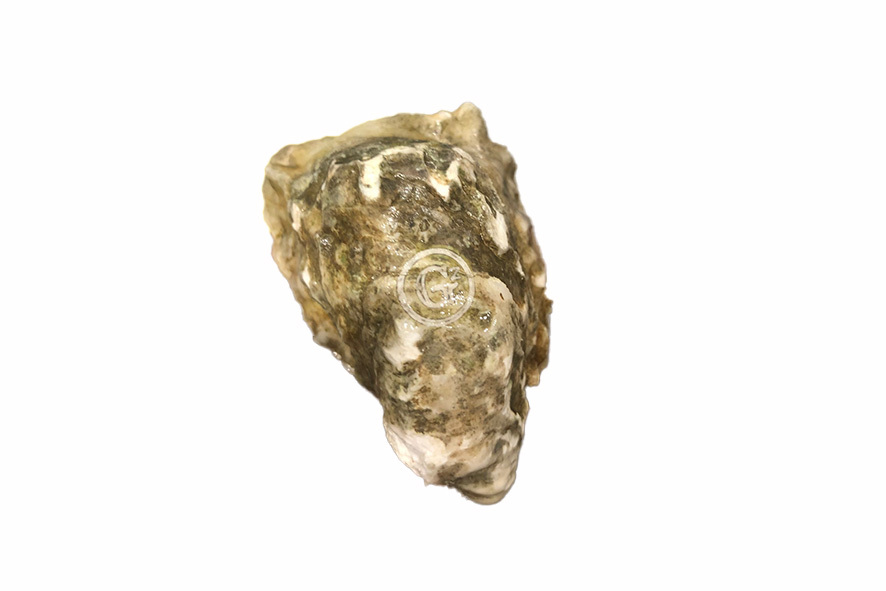 OSTRICHE SPECIALES GILLARDEAU N°3