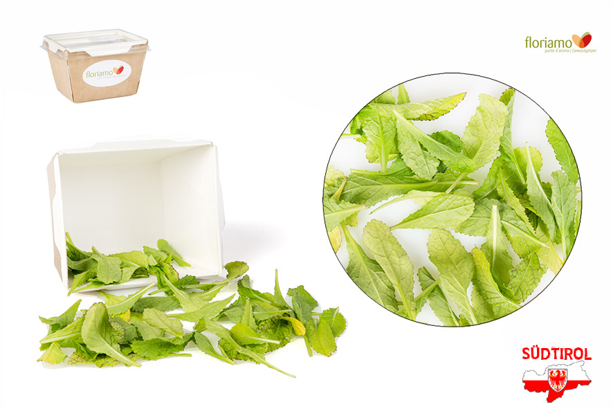 SENF BLAETTER GRUEN ST