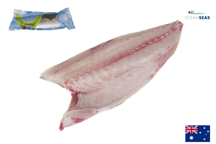 RICCIOLA OCEANICA FIL. STANDARD  SG