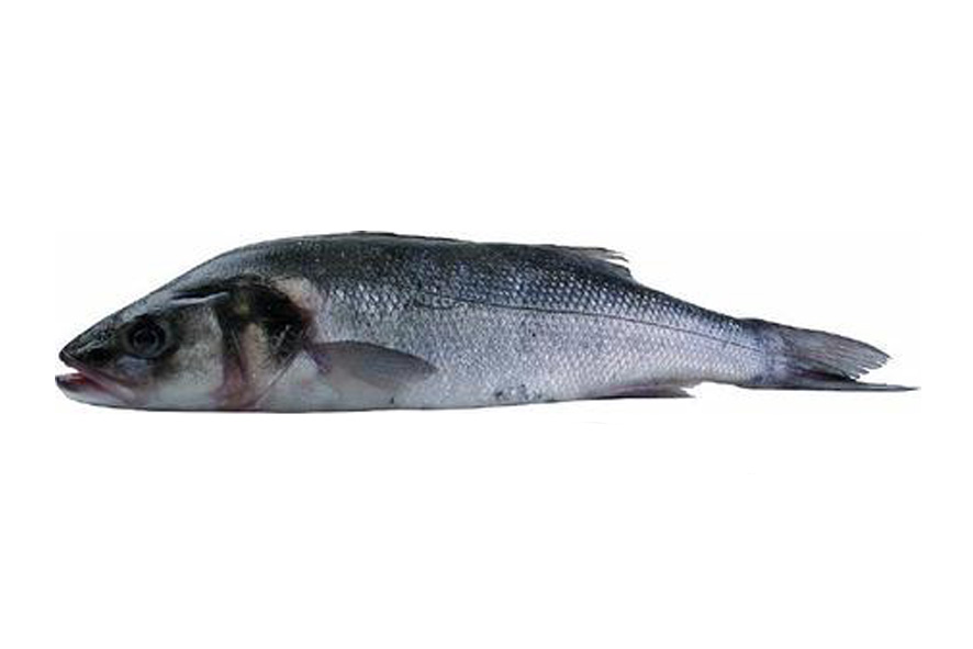 WOLFSBARSCH Z 1-1,5 KG(F)