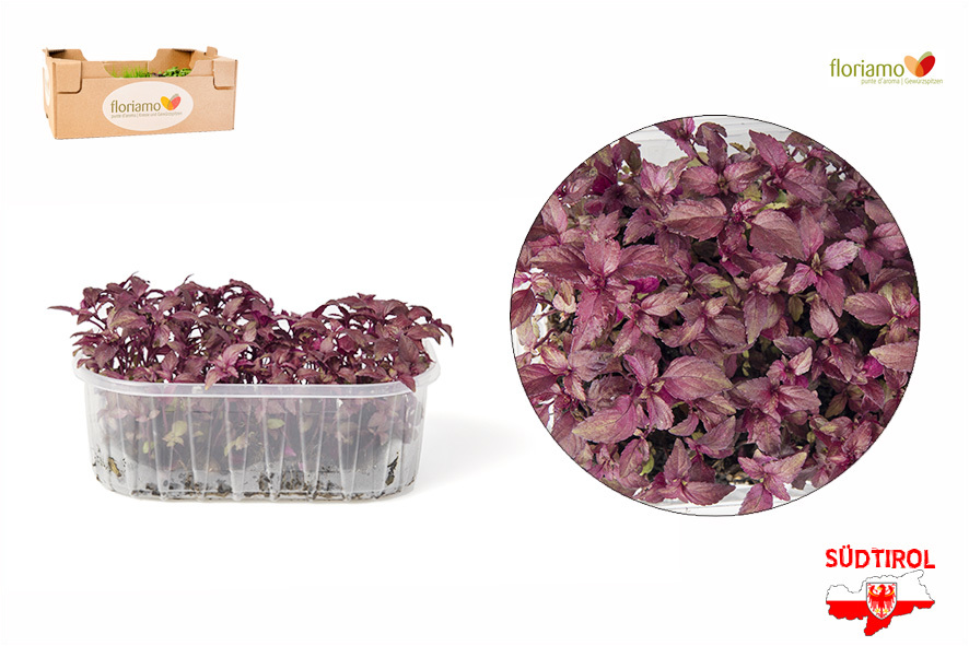 CRESC. PERILLA ROSSA (SHISO) BIO AA