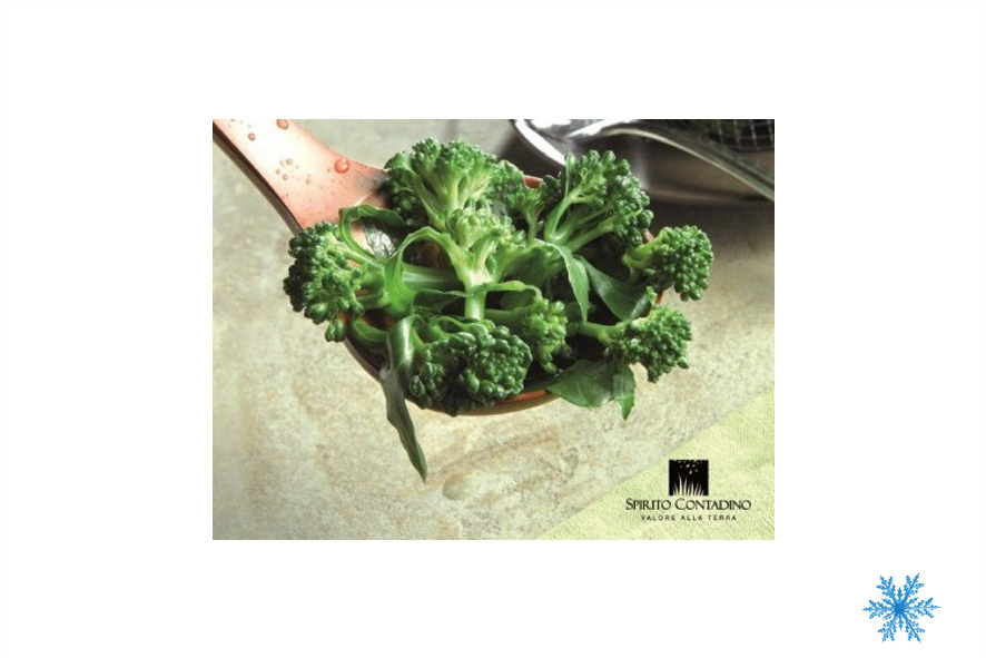 MUGNULI (KOHL) WILD TK