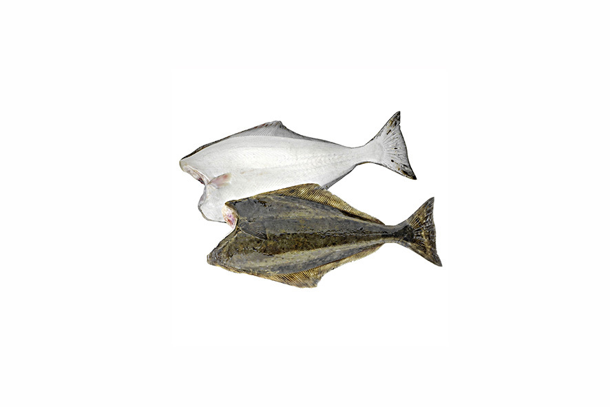 HEILBUTT WEISS O/KO WF 5-10 KG