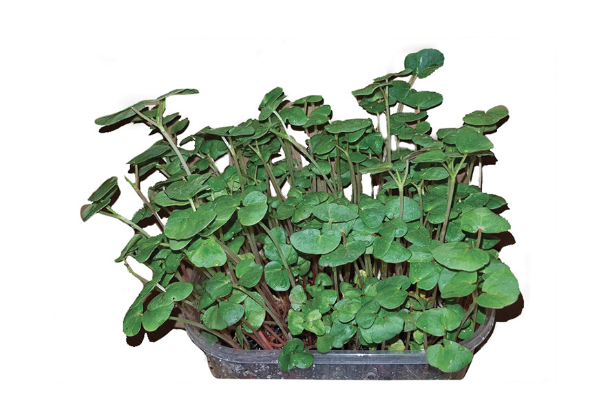 CRESCIONE GRANO SARACENO BIO AA