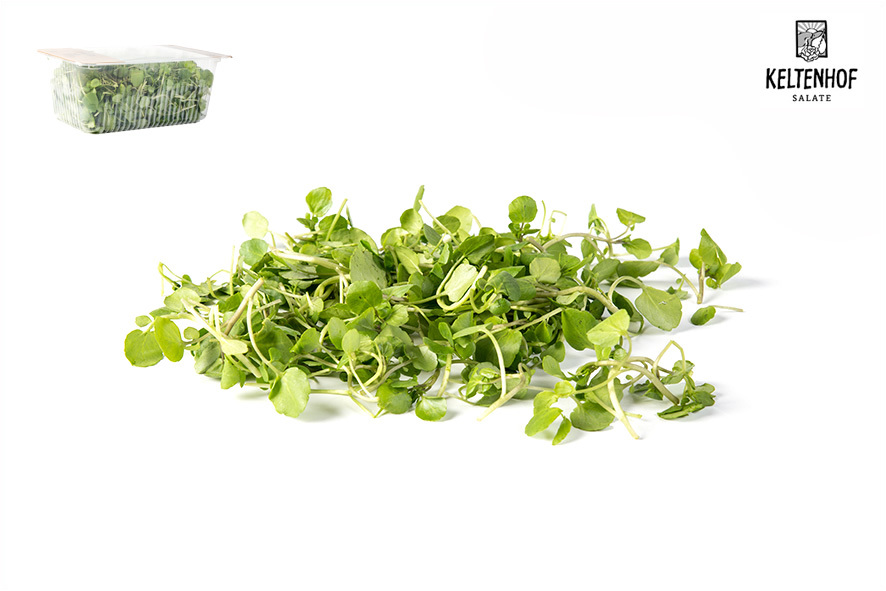 CRESCIONE DI RUSCELLO FINO