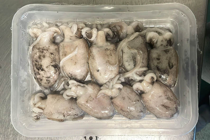 TINTENFISCH SPILLA IQF -50 GR  TK