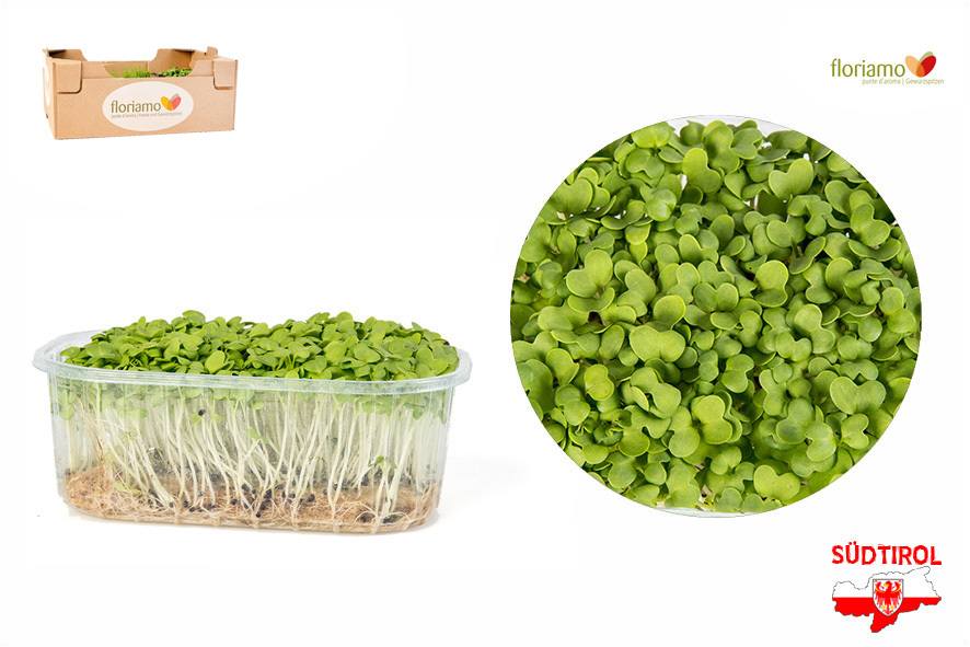 CRESCIONE WASABINO BIO AA