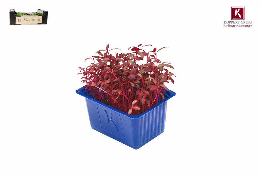 CRESCIONE SCARLET (CHIUSO)