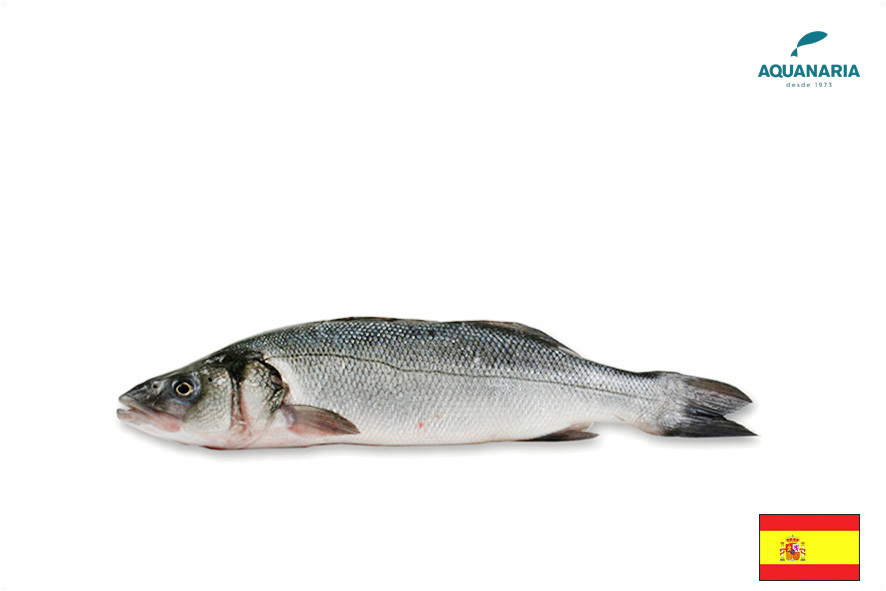 BRANZINO A 1-1,5 KG(E)