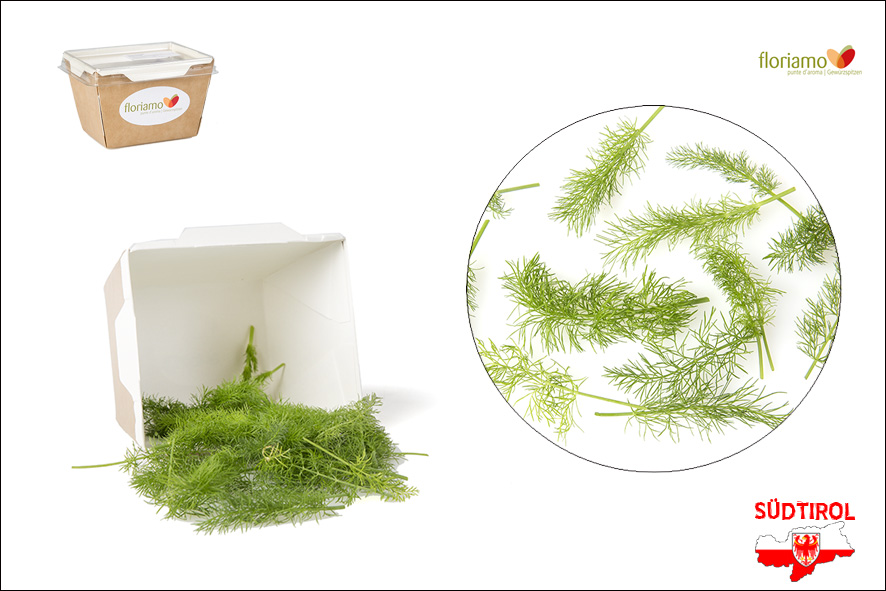 FENCHEL SPITZEN ST