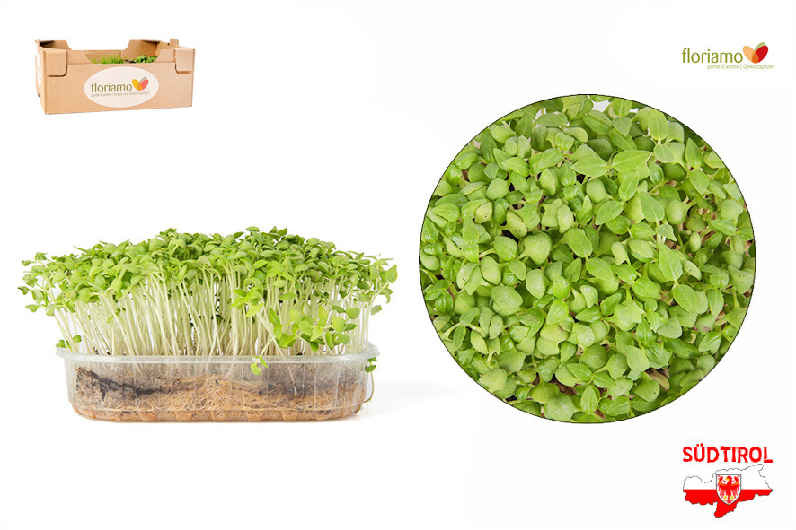 CRESCIONE BASILICO AL LIMONE BIO AA