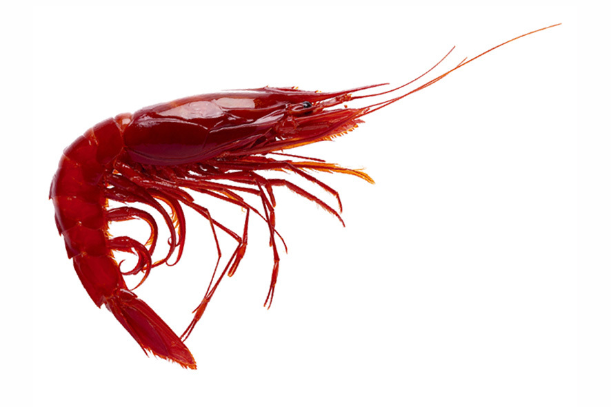 GARNELEN ROT ATLANTIK CARABINEROS 00E 6-8 ST/KG TKC