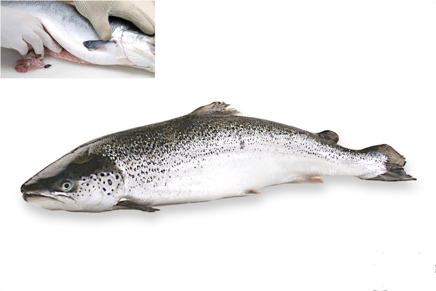 SALMONE A 5-6 KG EVISC. BIO(IRL)