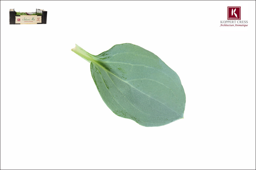 OYSTER LEAVES (FOGLIA D'OSTRICA)
