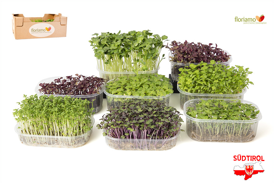 CRESCIONE ASIA COLLECTION BIO AA