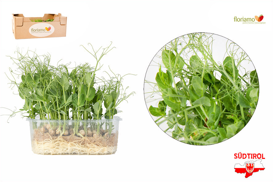ERBSEN KRESSE BIO ST