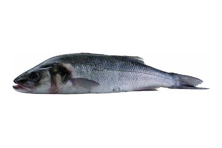WOLFSBARSCH Z 1,5-2,5 KG(F)