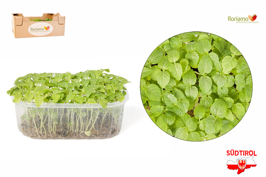 CRESC. PERILLA VERDE (SHISO) BIO AA