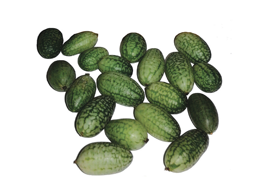 CETRIOLO MESSICANO PEPITO AA