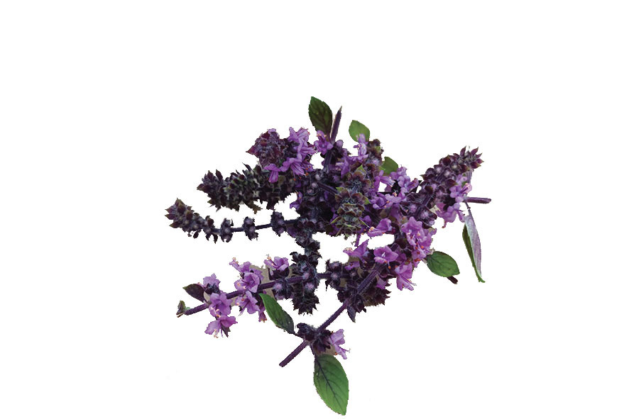 FIORI DI BASILICO ROSA/BIANCO AA