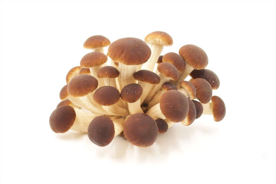 ACKERLING (PIOPPINI)(I)