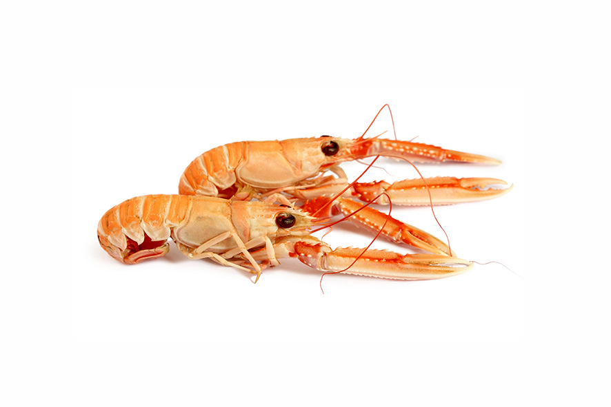 SCAMPI PORCUPINE 15-20 PZ/KG SG(IR