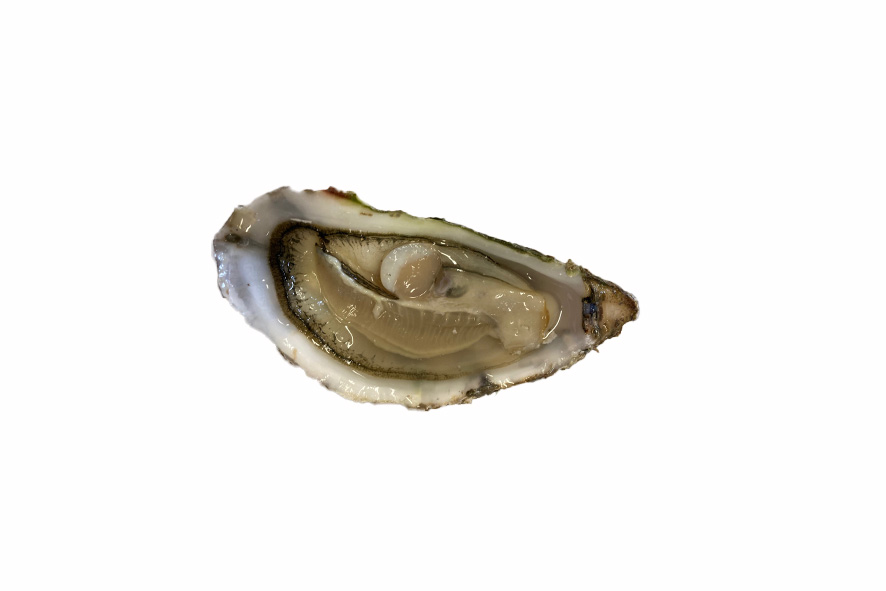 OSTRICHE CONCAVE DEL LA CORNOUA N°5