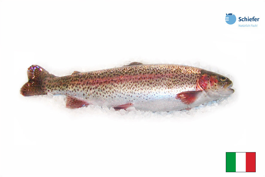 TROTA SALMONATA EVISC. 1-1,5 KG AA