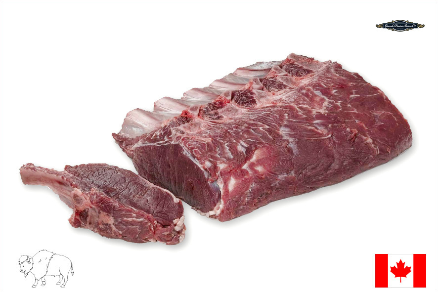 BISONTE COSTATA C/O