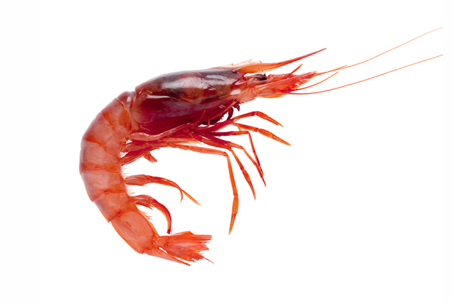 GAMBERI VIOLA ATLANT.45-60 PZ/KG SG