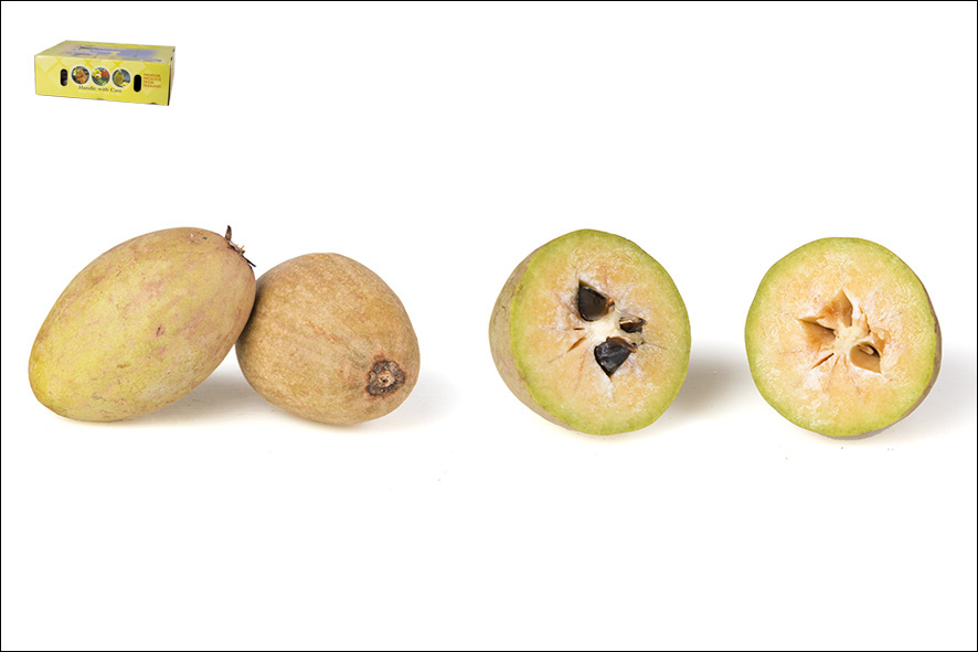 SAPOTIGLIA (SAPODILLA)(T)