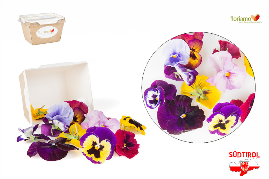 VIOLA DEL PENSIERO AA