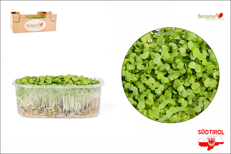 ASIA SALAT GRUEN KRESSE BIO ST