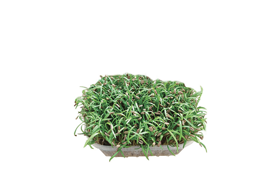 FENCHEL KRESSE BIO  ST