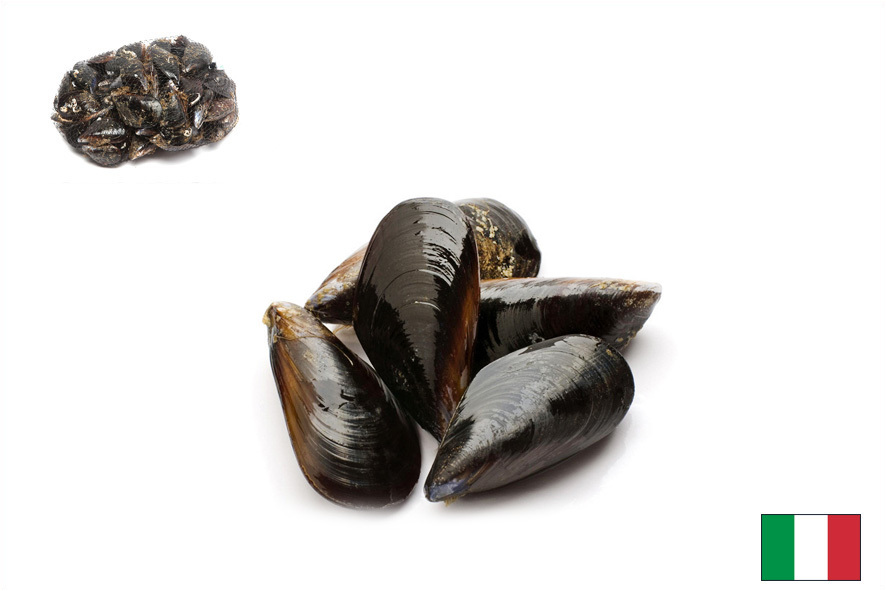 COZZE SBISSATE SELEZIONE