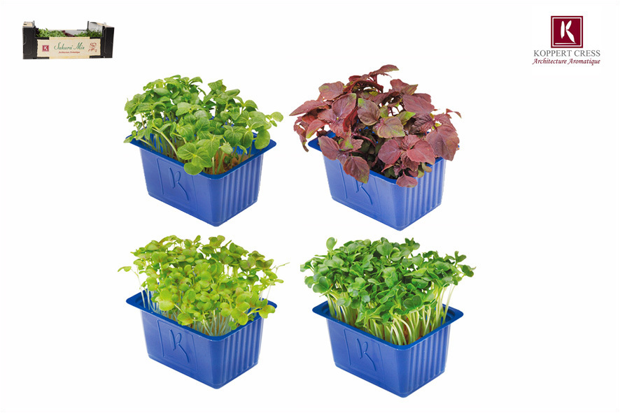 CRESCIONE SHISO MIX (APERTO)