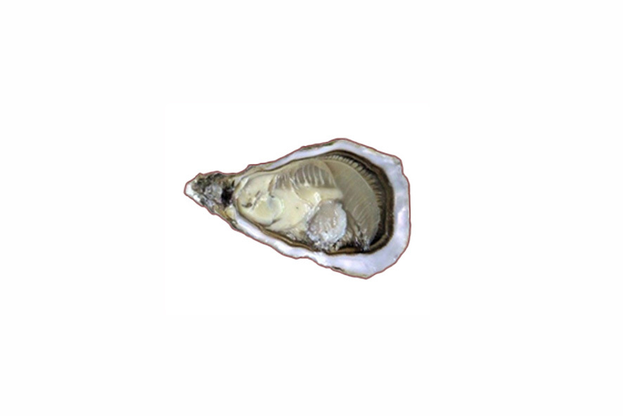 OSTRICHE L'HERITAGE DE CARANTEC N°3