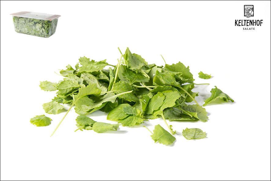 KALE SALAT GRUEN